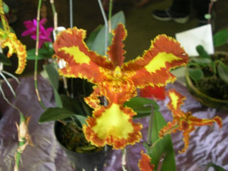 按此在新視窗瀏覽圖片