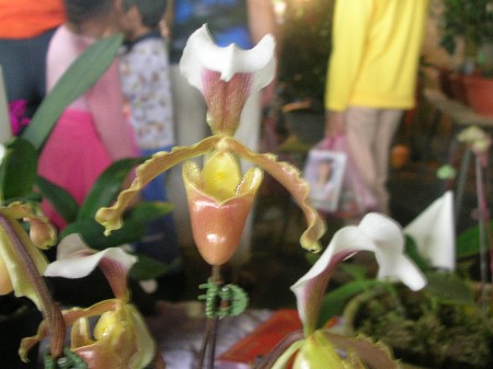 按此在新視窗瀏覽圖片