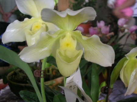 按此在新視窗瀏覽圖片