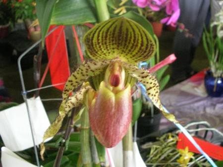 按此在新視窗瀏覽圖片