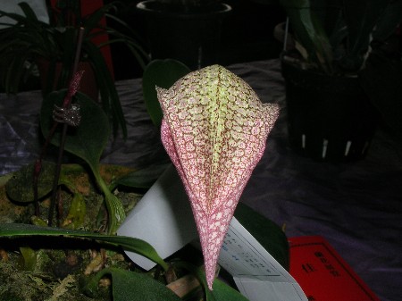 按此在新視窗瀏覽圖片