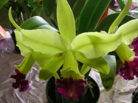 按此在新視窗瀏覽圖片