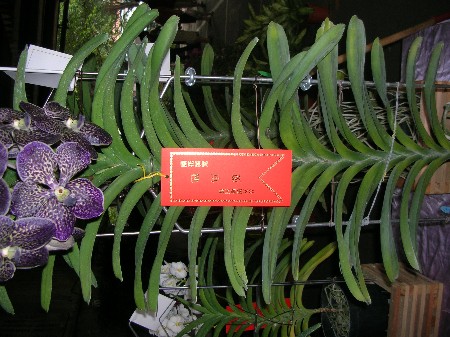 按此在新視窗瀏覽圖片