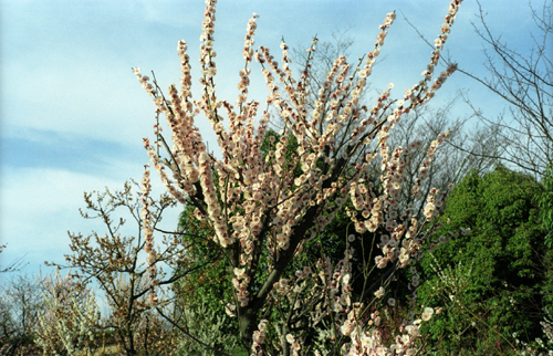 按此在新視窗瀏覽圖片