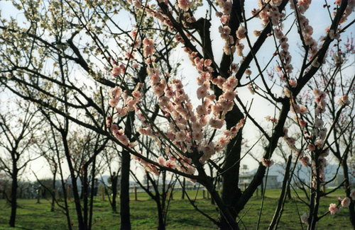 按此在新視窗瀏覽圖片