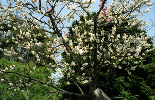 按此在新視窗瀏覽圖片