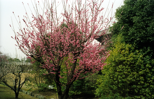 按此在新視窗瀏覽圖片