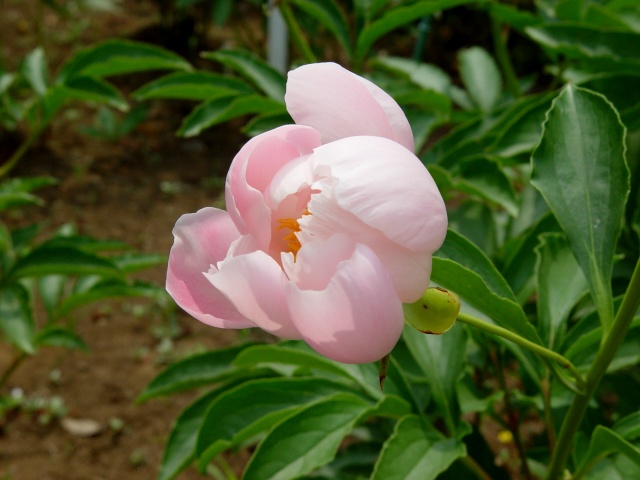 按此在新視窗瀏覽圖片