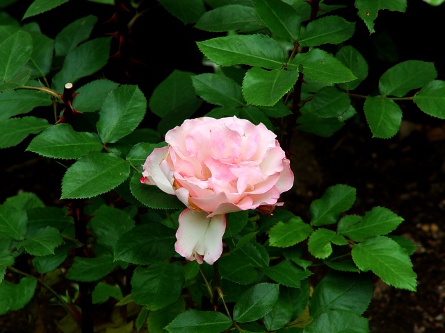 按此在新視窗瀏覽圖片