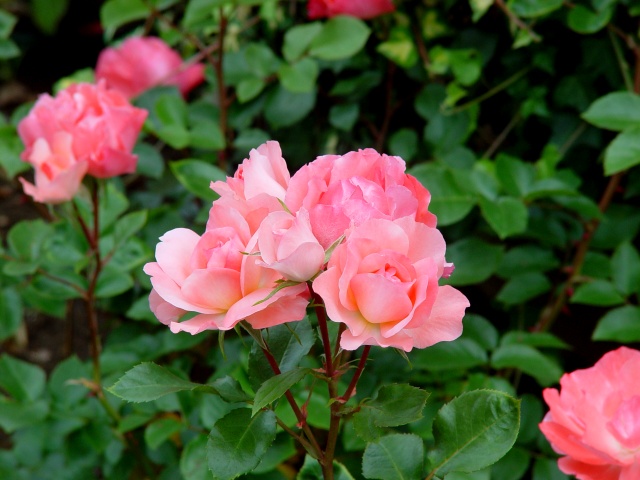 按此在新視窗瀏覽圖片