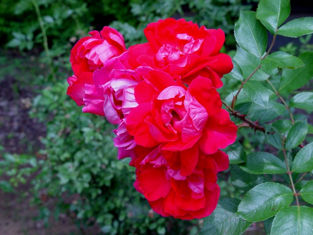 按此在新視窗瀏覽圖片