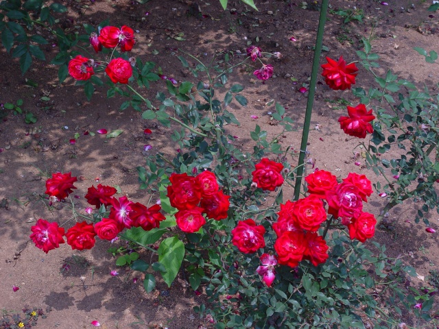 按此在新視窗瀏覽圖片