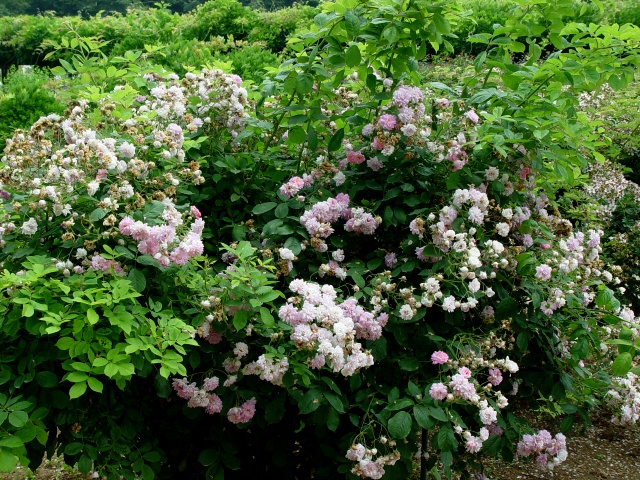 按此在新視窗瀏覽圖片