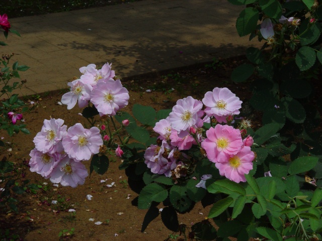 按此在新視窗瀏覽圖片