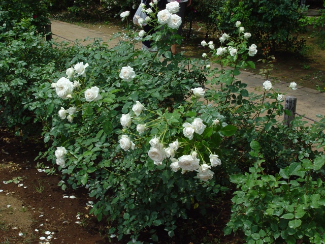 按此在新視窗瀏覽圖片