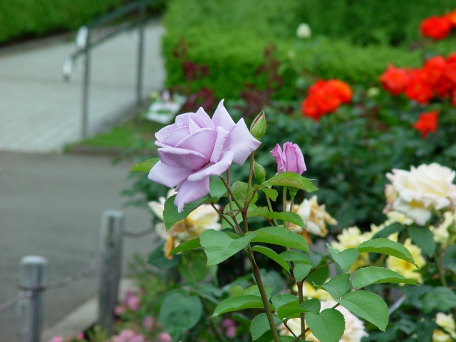 按此在新視窗瀏覽圖片