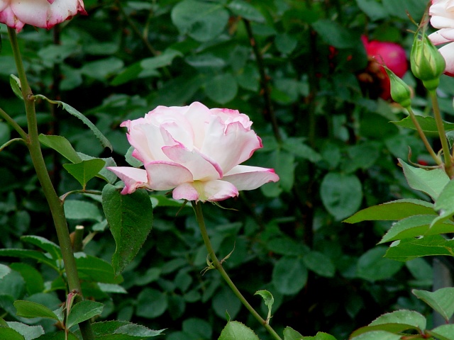 按此在新視窗瀏覽圖片