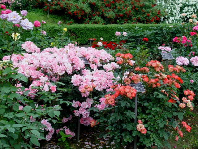 按此在新視窗瀏覽圖片