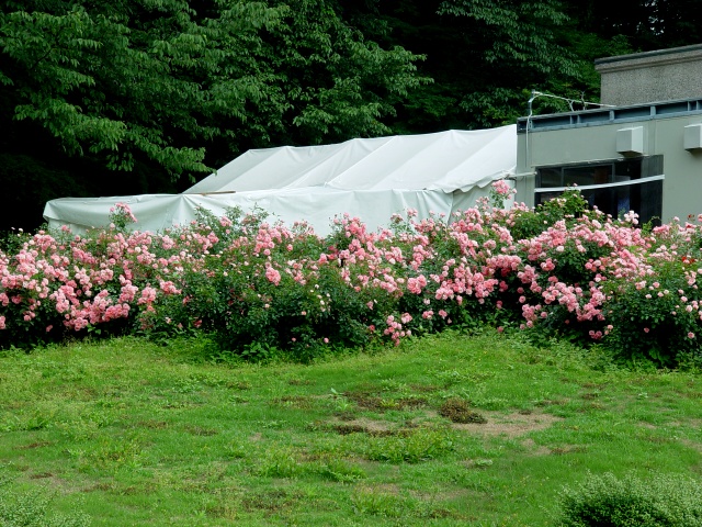 按此在新視窗瀏覽圖片