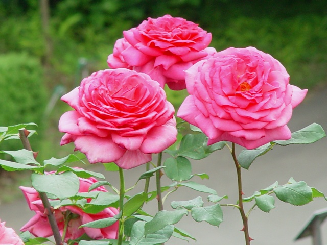 按此在新視窗瀏覽圖片