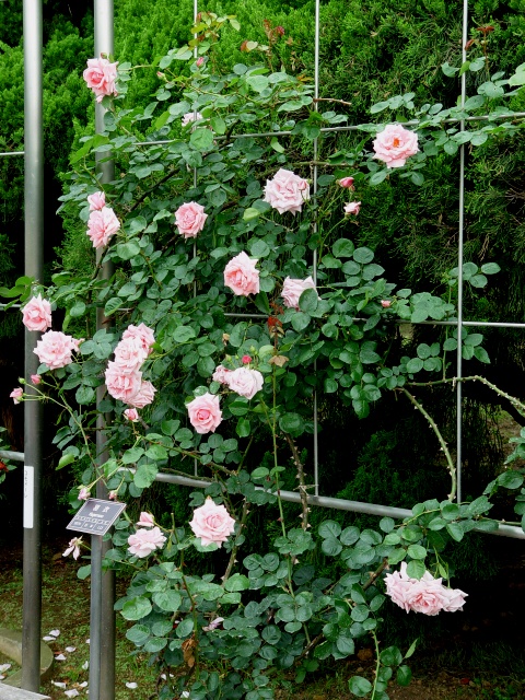 按此在新視窗瀏覽圖片