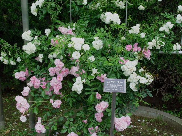 按此在新視窗瀏覽圖片