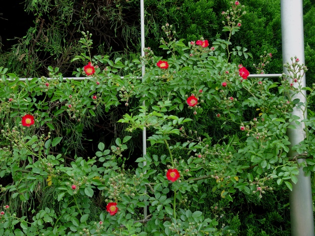 按此在新視窗瀏覽圖片