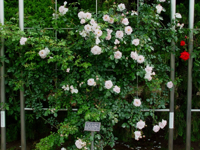 按此在新視窗瀏覽圖片