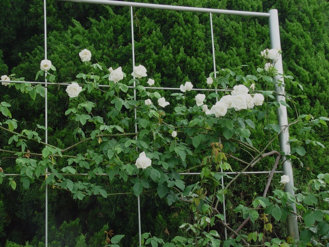 按此在新視窗瀏覽圖片