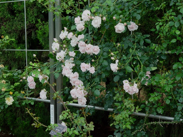 按此在新視窗瀏覽圖片