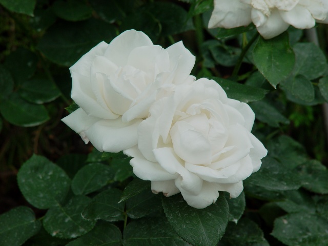 按此在新視窗瀏覽圖片