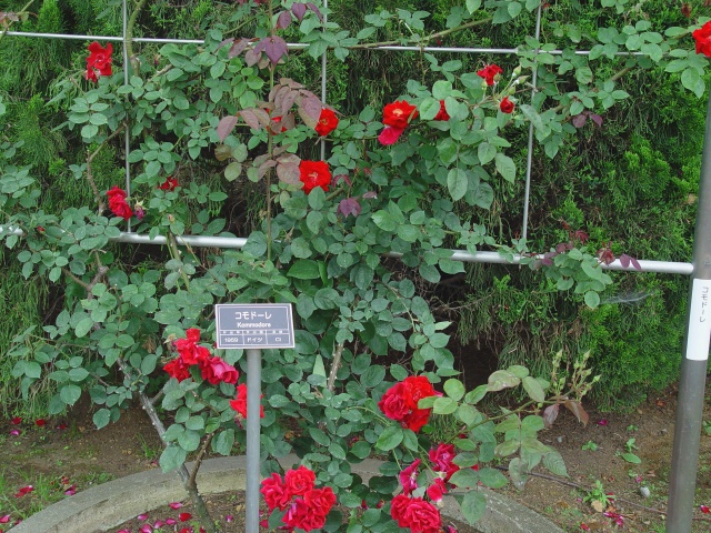 按此在新視窗瀏覽圖片