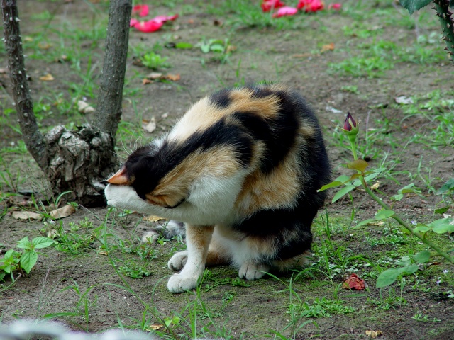 按此在新視窗瀏覽圖片