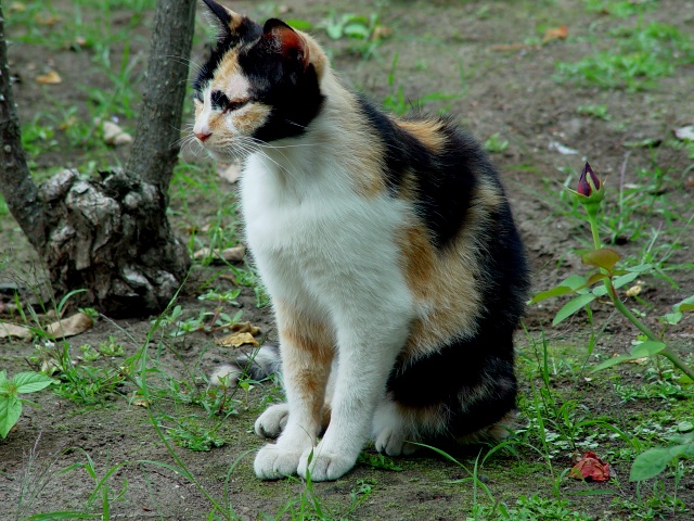 按此在新視窗瀏覽圖片