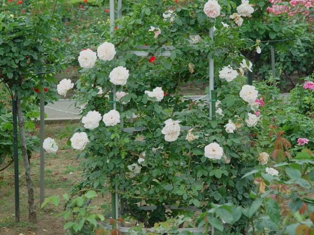 按此在新視窗瀏覽圖片