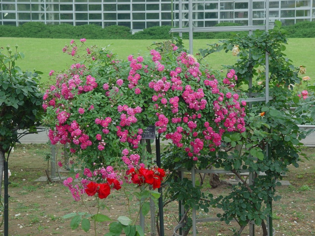 按此在新視窗瀏覽圖片