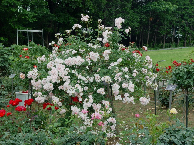 按此在新視窗瀏覽圖片