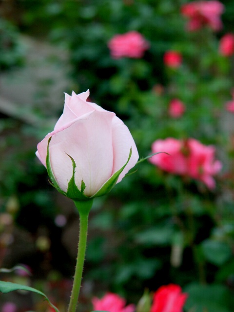 按此在新視窗瀏覽圖片