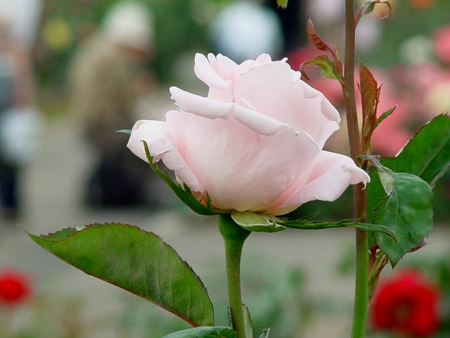 按此在新視窗瀏覽圖片