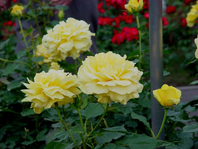 按此在新視窗瀏覽圖片