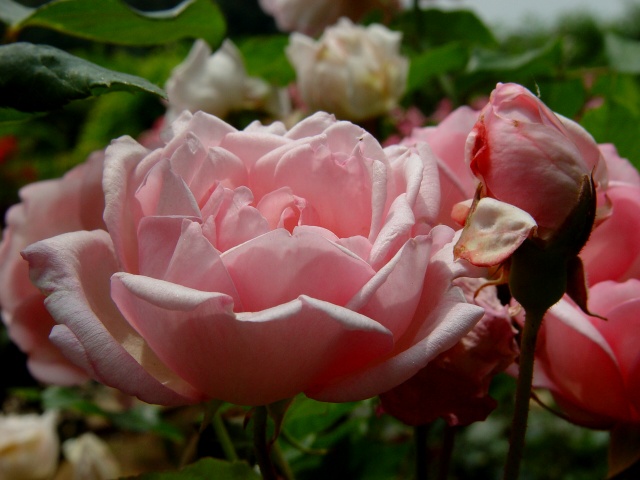 按此在新視窗瀏覽圖片