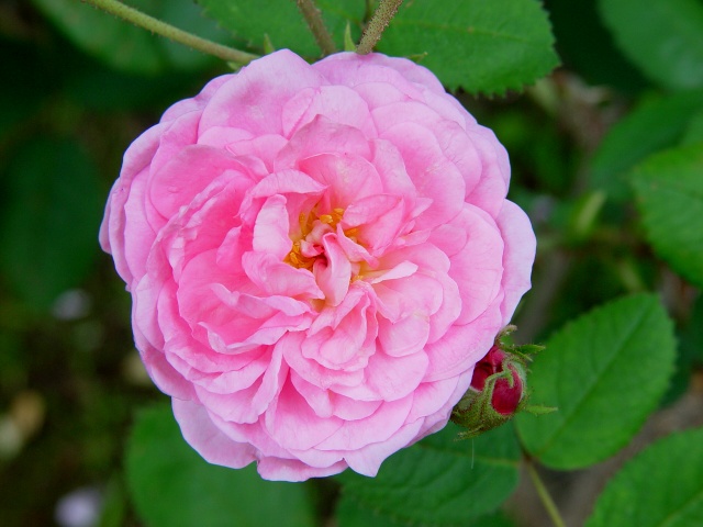 按此在新視窗瀏覽圖片