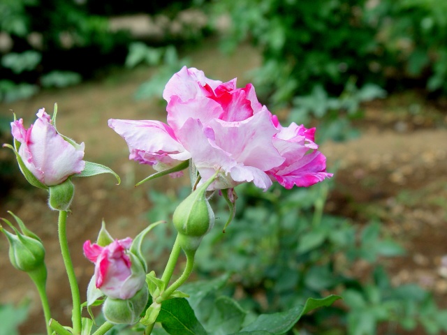 按此在新視窗瀏覽圖片