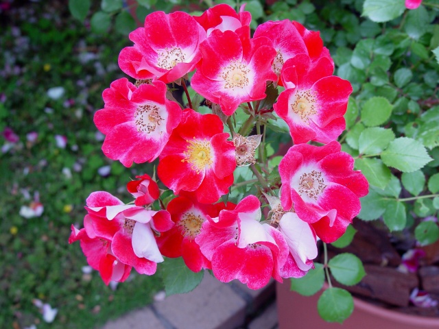 按此在新視窗瀏覽圖片