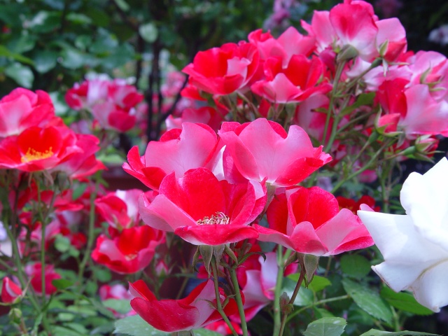 按此在新視窗瀏覽圖片