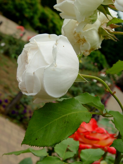 按此在新視窗瀏覽圖片