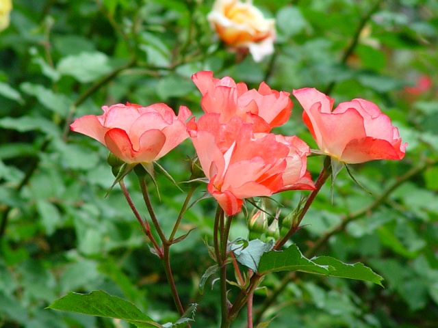 按此在新視窗瀏覽圖片