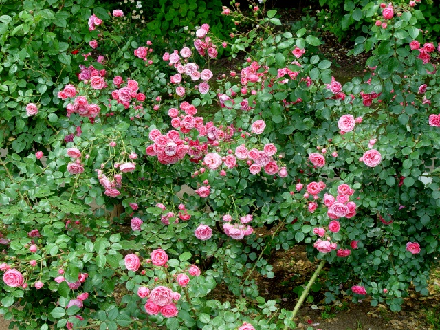 按此在新視窗瀏覽圖片