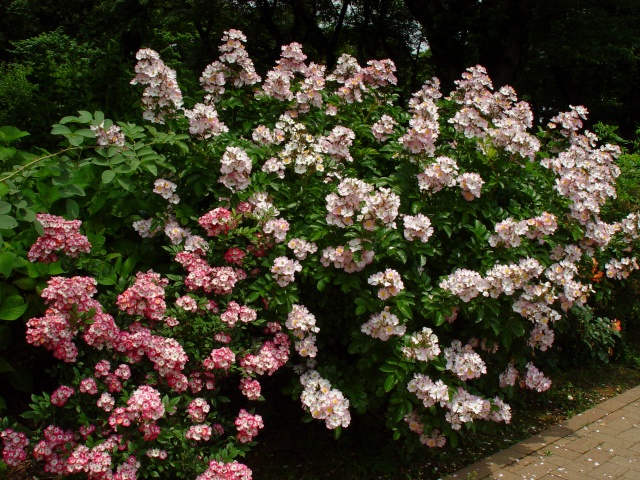 按此在新視窗瀏覽圖片