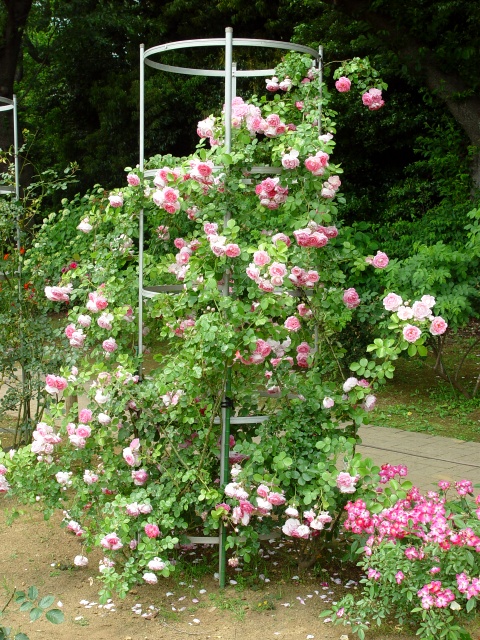 按此在新視窗瀏覽圖片